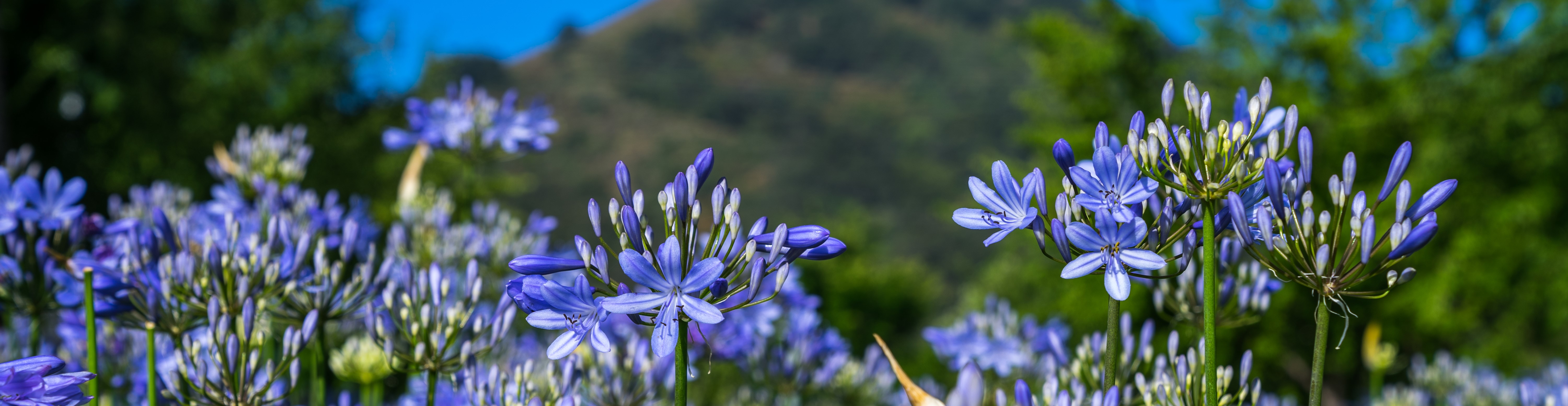 image of agapanthus flowers